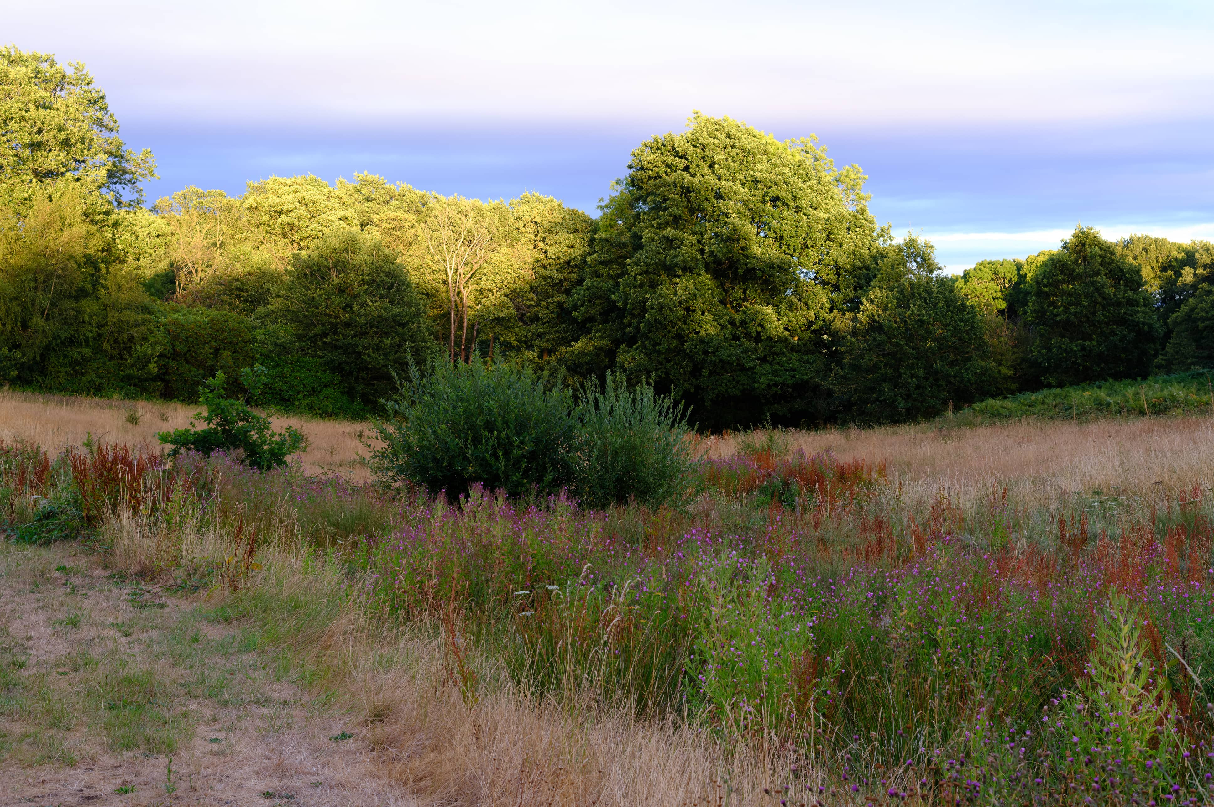 Landscape of meadow and woodland at The Clearing